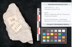 Foto (Objekt + Etikett) von Dictyopteris brongniarti Gutb. (NHMW-GEO-2024-0188-10773)